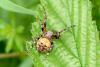Larinioides patagiatus